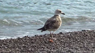 Молодая Серебристая чайка (Хохотунья) в Коктебеле