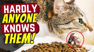 Do You Love Your Cat? 5 Reasons To Avoid Dry Food!
