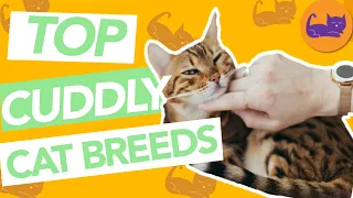 TOP 8 Most Affectionate Cat Breeds