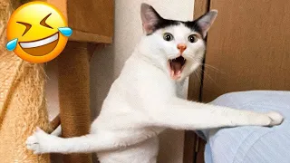 You Laugh You Lose 😍 Funniest Animals 2023 😸🐶 Part 10