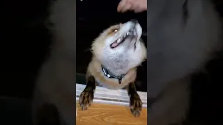 Finnegan Fox jumps through the window