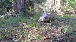 Cuban Crocodile “Chiquita” galloping like a dog, on command. #shorts