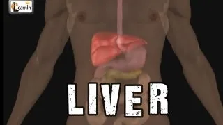 Liver anatomy and function | Human Anatomy and Physiology video 3D animation | elearnin