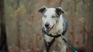 USC Detection Dogs for Conservation