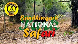 Backpacking India || Bandhavgarh National Park #safari || #trending #videography #story #travel