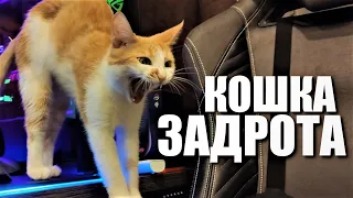 ❤ОБЗОР НА КОШКУ ЗАДРОТА 😻