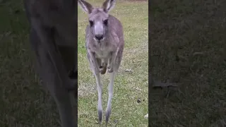 Friendly kangaroo 🦘