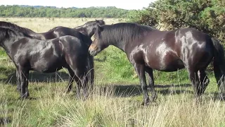 SEMI-WILD HORSES ON ROYDON COMMON