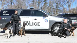 TOP COP DOGS: Toronto's four-legged crime fighters in action