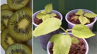 Como germinar Kiwi 🥝 por semente(de forma simples e Eficaz)