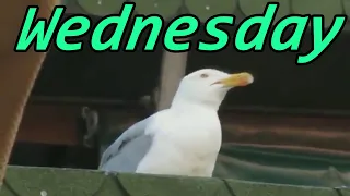 It is Wednesday My Dudes