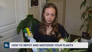 Demonstration: How to repot and winterize your plants