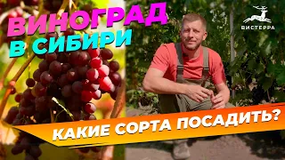 ВИНОГРАД В СИБИРИ | ВИНОГРАД СОРТА ЛУЧШИЕ ЗИМОСТОЙКИЕ | СОРТА ВИНОГРАДА ДЛЯ СИБИРИ | ОБЗОР