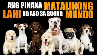 ANG PINAKA MATALINONG LAHI NG ASO SA BUONG MUNDO #doglover