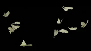 Luna Moth ( Actias Luna ) in flight - Blender [ Slow Motion ]