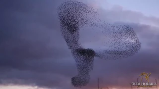 Starling Murmurations - Skipton, North Yorkshire - Jan 2019