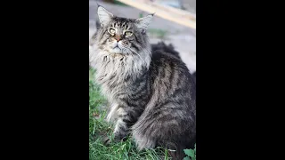 ChingizHan - Мейн-кун кот (Maine Coon Cat) - племенной кот питомника