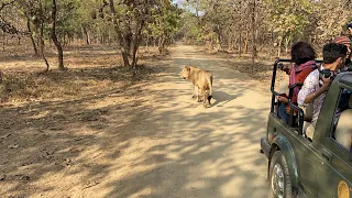 Close encounter with lions /Gir National Park/Sasan Gir/