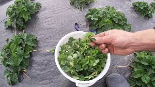 ПРОСТИЙ метод розмноження полуниці/Вирощування полуниці на продаж