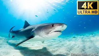 Nuestro planeta | Animals Of Ocean 4K: Shark - Película escénica de relajación con música relajante