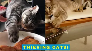 Thieving Cats - Cats Being Jerks