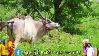 காங்கேயம் காரி காளை உங்களுக்கு வேனுமா7868011569 #காங்கேயம் #cow #jallikattu #reels #திமிலும்திமிரும்