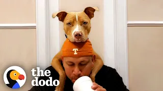 Rescue Pittie Is Such A Goofball Around Grandma And Grandpa | The Dodo Pittie Nation