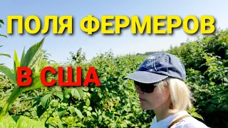 Ферма в США Помидоры🍅 Малина ОРГАНИК продукты...