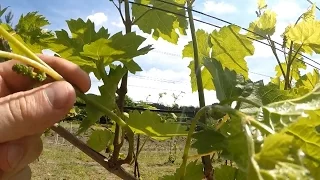 Wiosenna selekcja pędów winorośli (02)