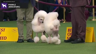 Poodles Miniature | Breed Judging 2020