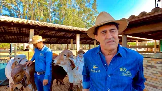 GIR LEITEIRO e GIROLANDO, CONHECENDO O TRABALHO DA ESTÂNCIA TAMBURIL!