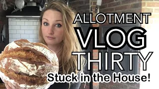 ALLOTMENT VLOG 30 - Talking Vermiculite, Field Beans and Borlotti Stew!