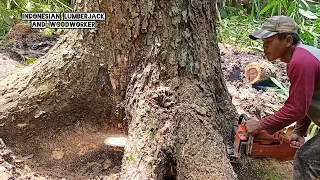 SUPER !! Cutting down a half century old Trembesi tree, Indonesian style.