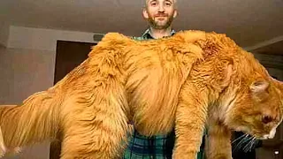 ¡las 15 Mascotas Más Grandes Que La Gente Realmente Posee!