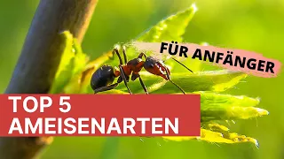 Top 5 Ameisenarten für Anfänger