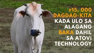 ₱15,000 Dagdag kita Kada Ulo sa Alagang Baka Dahil sa Atovi Technology