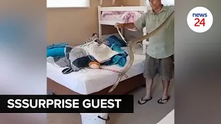 WATCH | Sunday sssnooze: Cape Cobra takes a nap under Gqeberha couple's bed