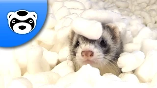 Cute Ferrets vs Packing Peanuts