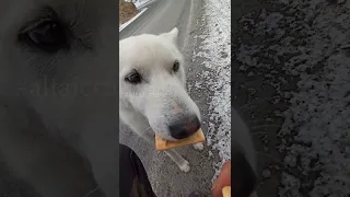 ЛЮБИМЫЙ ПЁС/  FAVORITE DOG