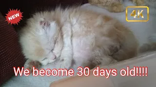 #30daysoldkitten #playfullkittens #kittensgrowup 30days old kitten 😻  /Angi Meow's 😻/Grow up kitten