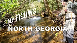 Fly Fishing for BROOK TROUT in the North Georgia Mountains
