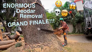 ENORMOUS Deodar Removal GRAND FINALE!!!