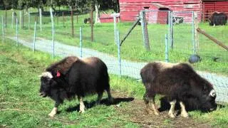 Musk Ox Farm.mov