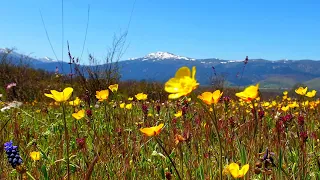 Healing Nature Ambience Meditation 🌼POSITIVE SPRING MORNING 🌼Healing Spring Sounds in Flowery Meadow