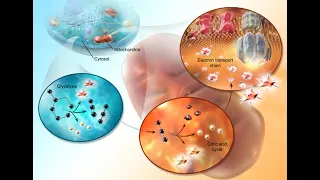 Cellular Respiration Glycolysis, Krebs cycle, Electron Transport 3D Animation