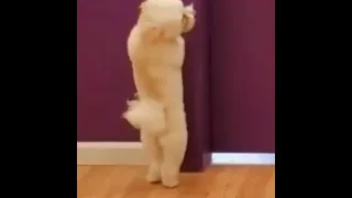 Funny Puppy Dancing #funnypets #puppy #dancing #shorts