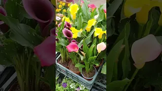 Цветы🌺Рынок🌺Сочи🌺1 Мая