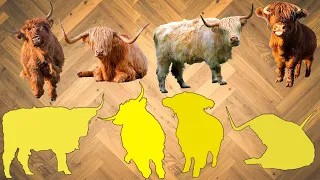 CUTE ANIMALS Highland Cows and Bulls प्यारे जानवर हाईलैंड गाय और बैल