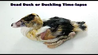 Dead Duck or Duckling Time-lapse