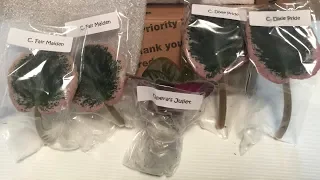 Bloomlovers African Violet Unboxing